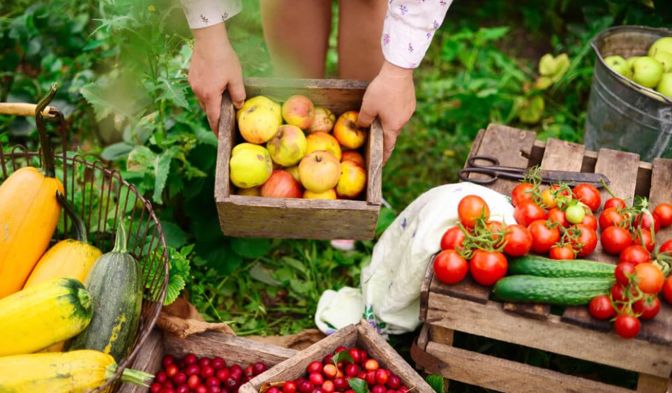El huerto a tu alcance: alimentación sostenible y saludable