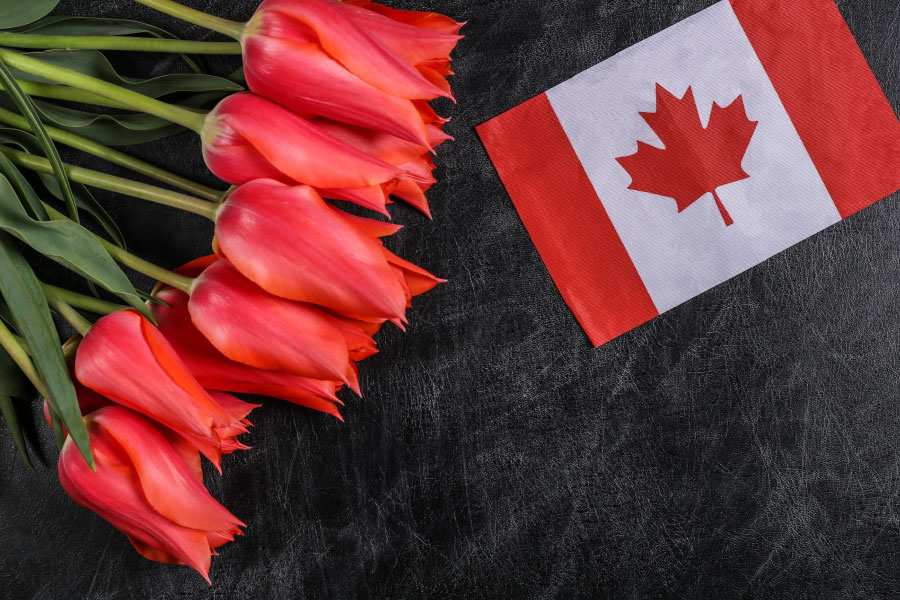 Canadian tulips festival