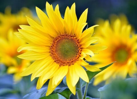 Bienvenido al verano. Descubre las maravillas de esta estación