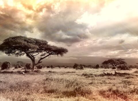 Sabiduría africana: enseñanzas para el mundo moderno