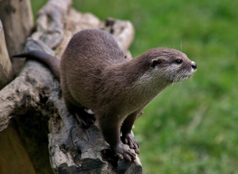 Lo que otros animales pueden enseñarnos sobre la vida