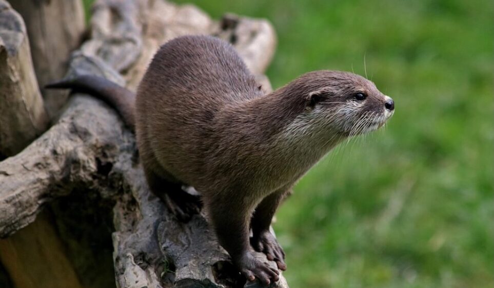 Lo que otros animales pueden enseñarnos sobre la vida