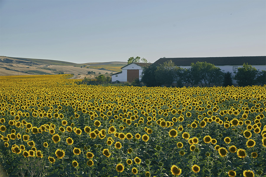 Campo extenso de girasoles bajo un cielo azul, representando la primavera y la renovación solar.