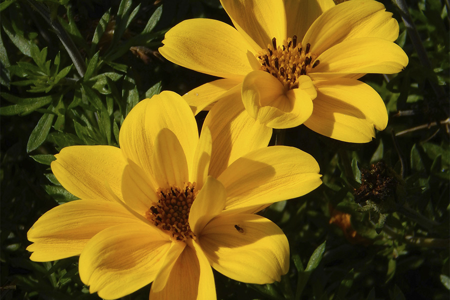 Flores amarillas Adey Abeba en primer plano, símbolo del Año Nuevo en Etiopía.