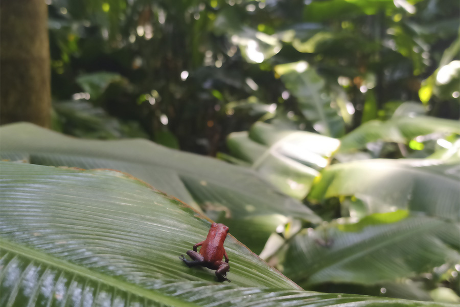 Pequeña rana dardo roja posada sobre una gran hoja verde en la selva de Costa Rica, representando la biodiversidad y el descubrimiento de nuevos entornos.