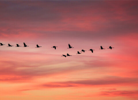 Del mito del “yo solo” al poder del “nosotros”: por qué imaginar juntos es un acto revolucionario