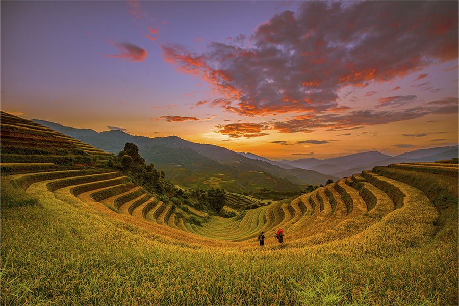 Vista panorámica de terrazas de cultivo de arroz doradas esculpidas en las laderas de montañas al atardecer en Vietnam.