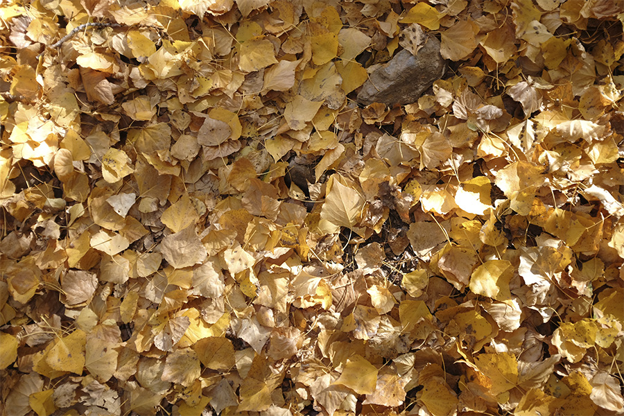 Suelo cubierto de multitud de hojas amarillas de álamo caídas en otoño junto a rocas grises.