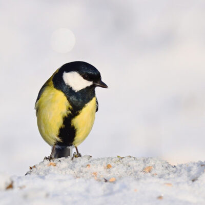 Solsticio: el punto donde todo cambia (una puerta hacia dentro)