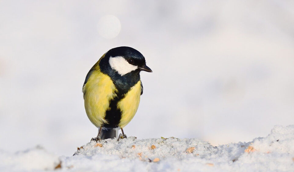 Solsticio: el punto donde todo cambia (una puerta hacia dentro)