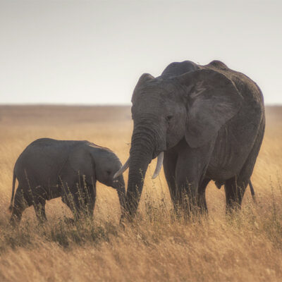 Volver al «nosotros»: la participación comunitaria como acto cotidiano y cultural