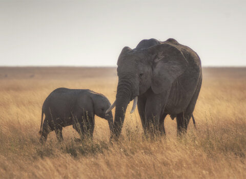 Volver al «nosotros»: la participación comunitaria como acto cotidiano y cultural