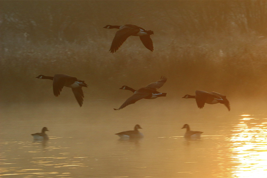 Una bandada de gansos volando en formación sobre un lago al amanecer, representando la eficiencia del esfuerzo colectivo.