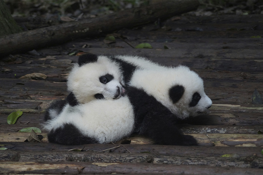 Dos cachorros de panda jugando y abrazándose, ilustrando el apoyo mutuo y el afecto en el grupo.