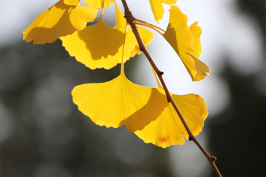 Hojas amarillas de Ginkgo Biloba iluminadas por el sol, símbolo de resiliencia y el concepto japonés Gaman.